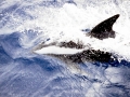 Hourglass Dolphin