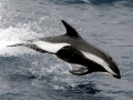 Hourglass Dolphin