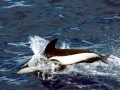 Hourglass Dolphin
