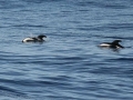 Hourglass Dolphin