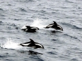 Hourglass Dolphin