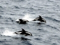 Hourglass Dolphin