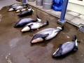 Hourglass Dolphin
