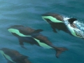 Hourglass Dolphin