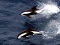 Hourglass Dolphin
