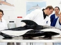 Hourglass Dolphin