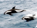 Hourglass Dolphin
