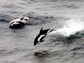 Hourglass Dolphin