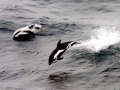 Hourglass Dolphin