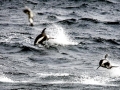 Hourglass Dolphin