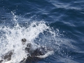 Hourglass Dolphin