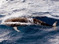 Hourglass Dolphin
