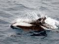 Hourglass Dolphin