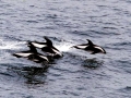 Hourglass Dolphin