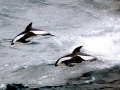 Hourglass Dolphin