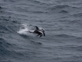 Hourglass Dolphin