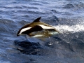 Hourglass Dolphin
