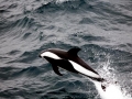 Hourglass Dolphin