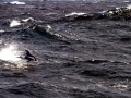 Hourglass Dolphin