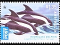Hourglass Dolphin
