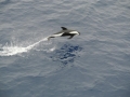 Hourglass Dolphin