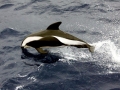 Hourglass Dolphin