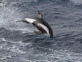 Hourglass Dolphin