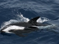 Hourglass Dolphin