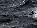 Hourglass Dolphin
