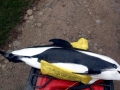 Hourglass Dolphin