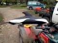 Hourglass Dolphin