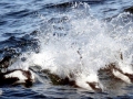 Hourglass Dolphin
