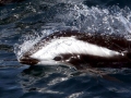 Hourglass Dolphin