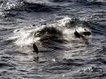 Hourglass Dolphin