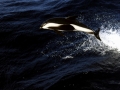 Hourglass Dolphin