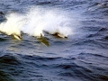 Hourglass Dolphin