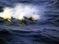 Hourglass Dolphin