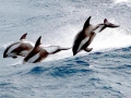 Hourglass Dolphin