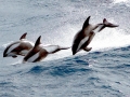 Hourglass Dolphin