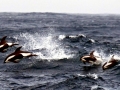 Hourglass Dolphin