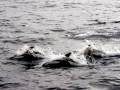 Hourglass Dolphin