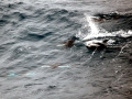 Hourglass Dolphin