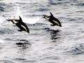 Hourglass Dolphin