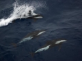 Hourglass Dolphin