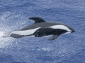 Hourglass Dolphin