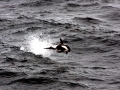 Hourglass Dolphin