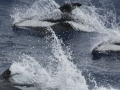 Hourglass Dolphin