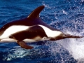 Hourglass Dolphin