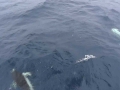 Hourglass Dolphin