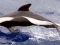 Hourglass Dolphin